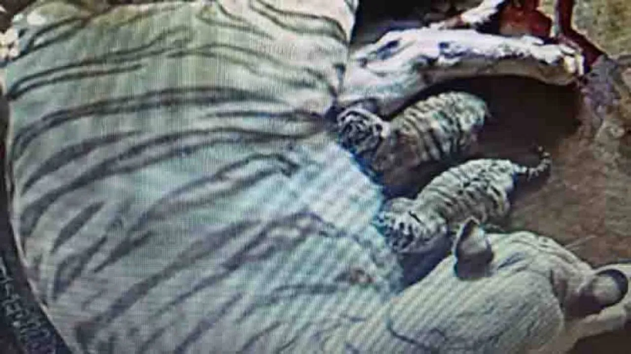 Tigress Sneha Gives Birth To Two Cubs At Nandankanan Zoo