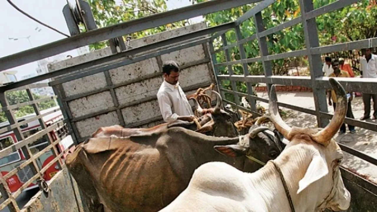 Nothing ‘Hindu’ About Crusade Against Beef
