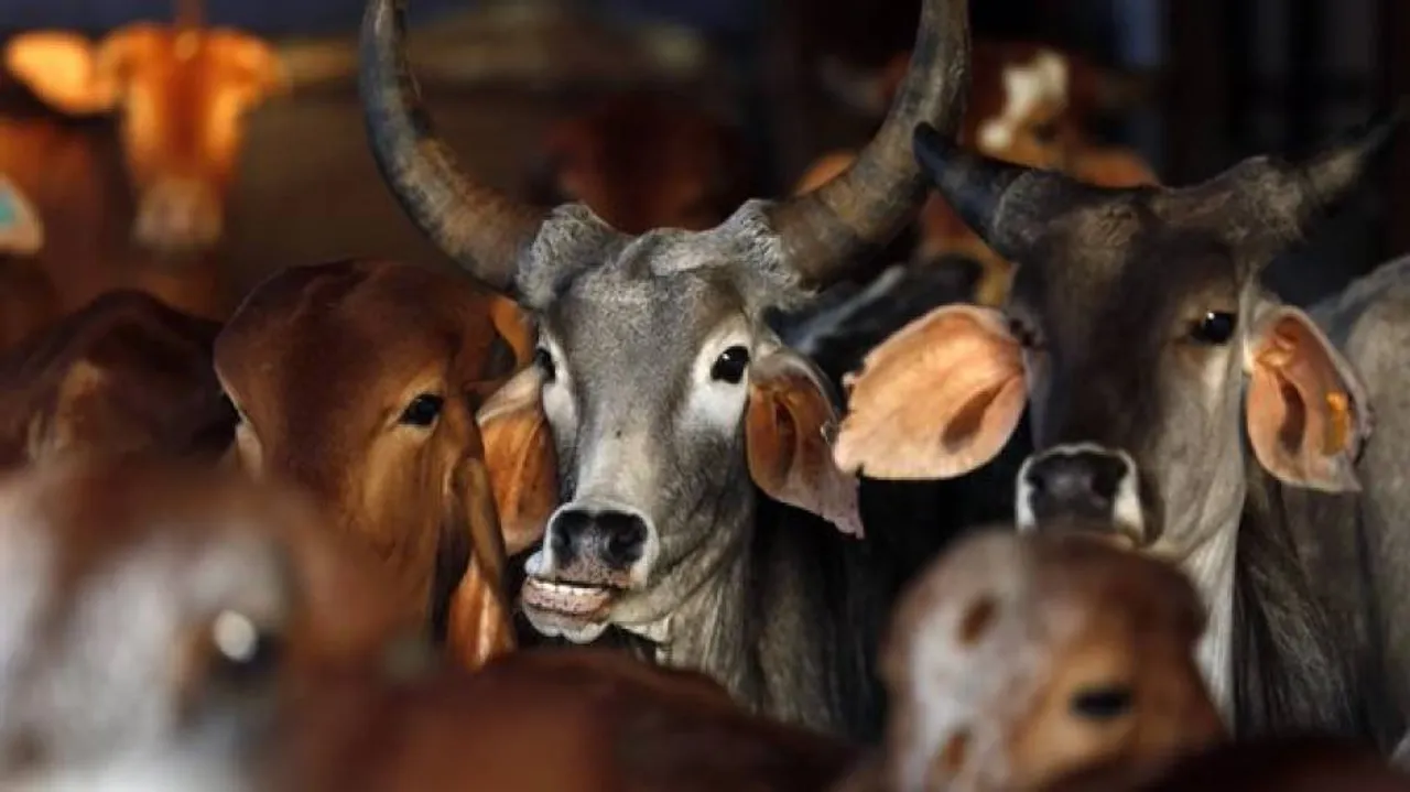 Gujarat makes cow slaughter non-bailable offence