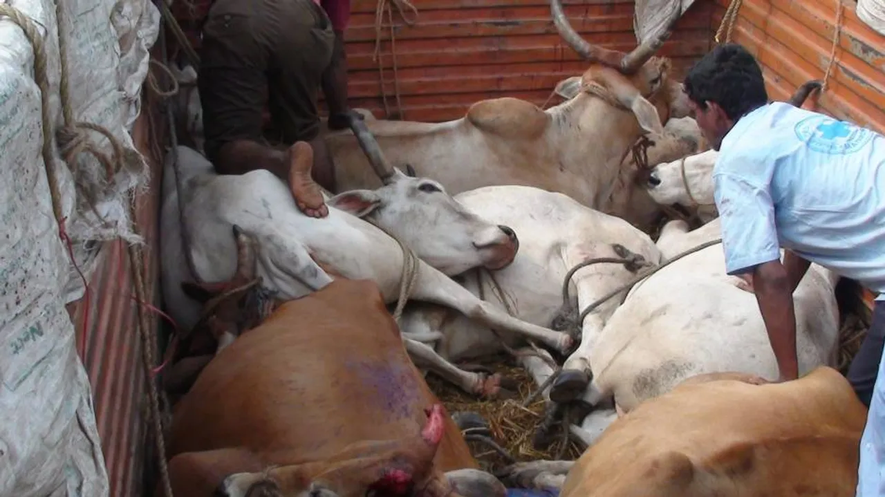 Sorry, BJP! There’s Nothing un-Hindu About Beef-eating