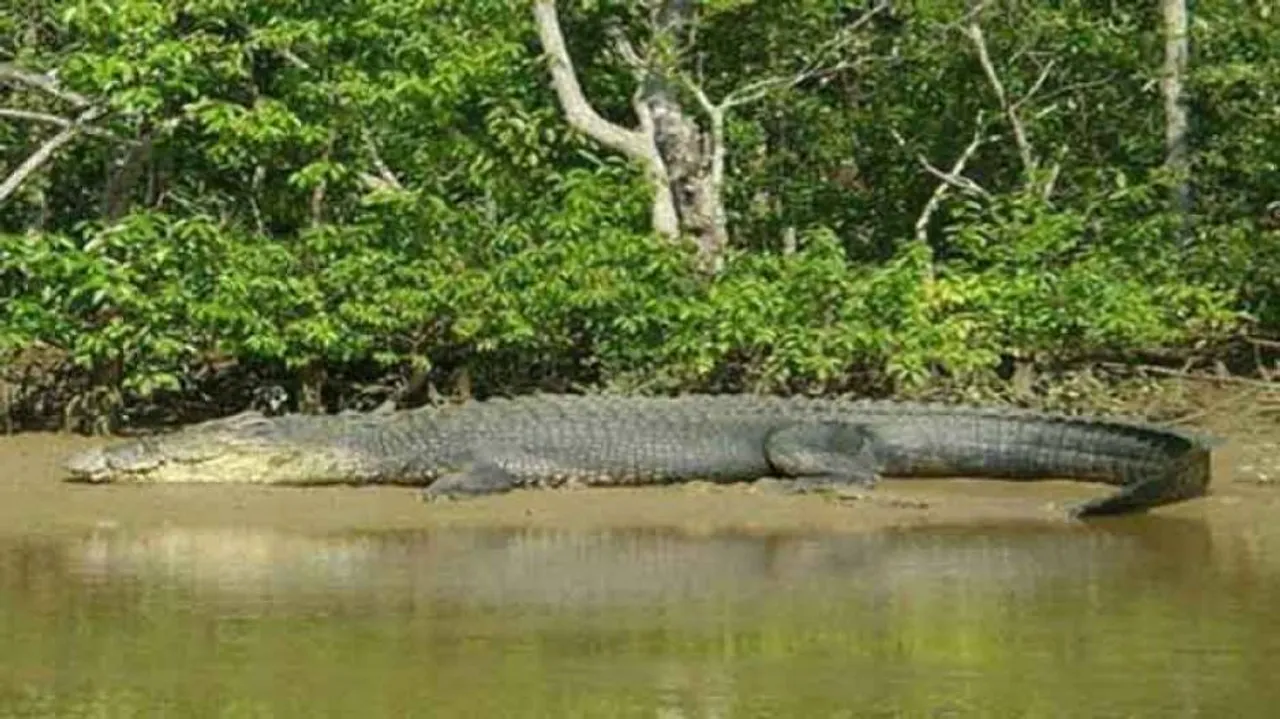Crocodile Attacks On Rise In Odisha's Kendrapara district