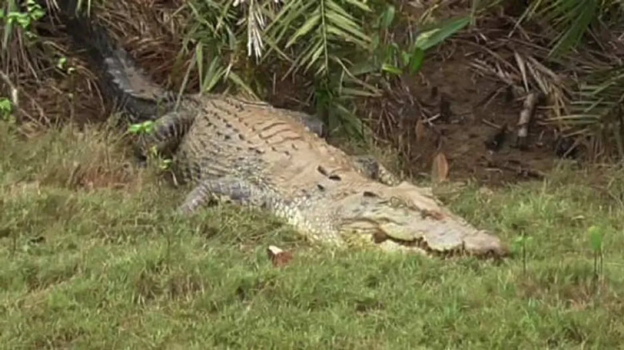 Marginal rise in crocodile nestings in Odisha’s Bhitarkanika