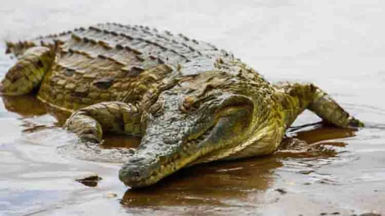 Youth injured in crocodile attack in Kendrapara