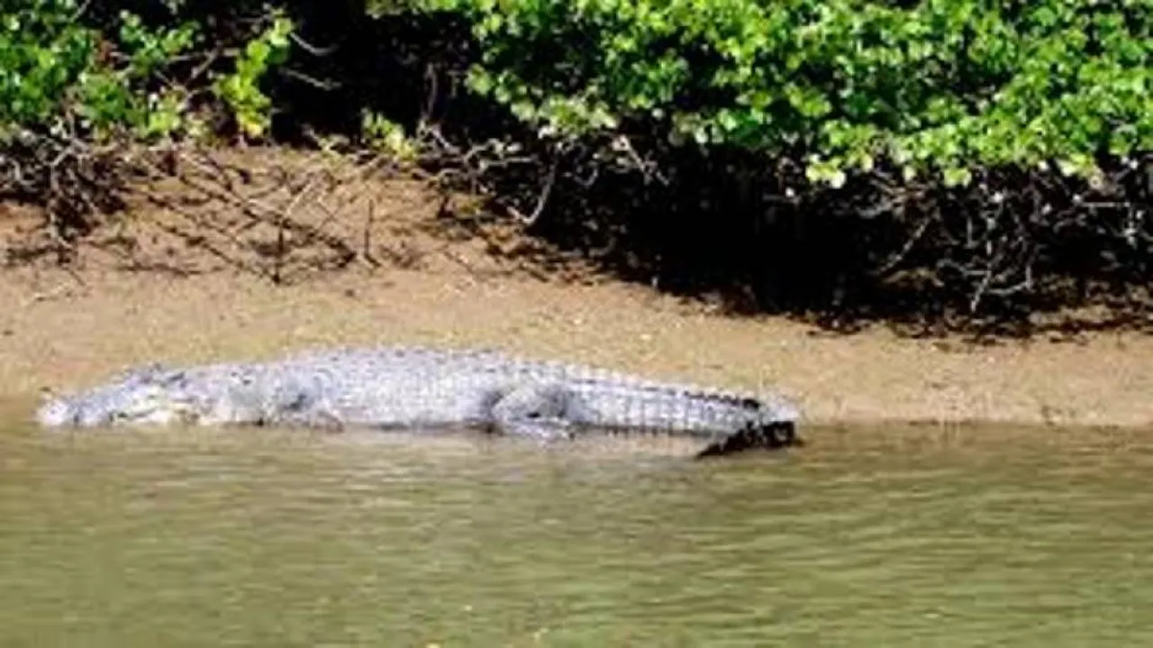 Odisha boy saves uncle from jaws of crocodile
