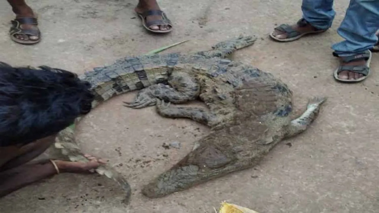 Odisha Villagers 'Capture & Eat' Crocodile; Forest Dept Constitute Teams To Nab Culprits