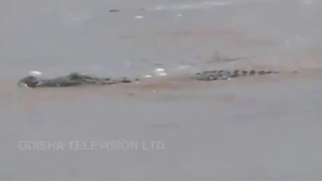 Crocodile in Mahanadi Flood Waters