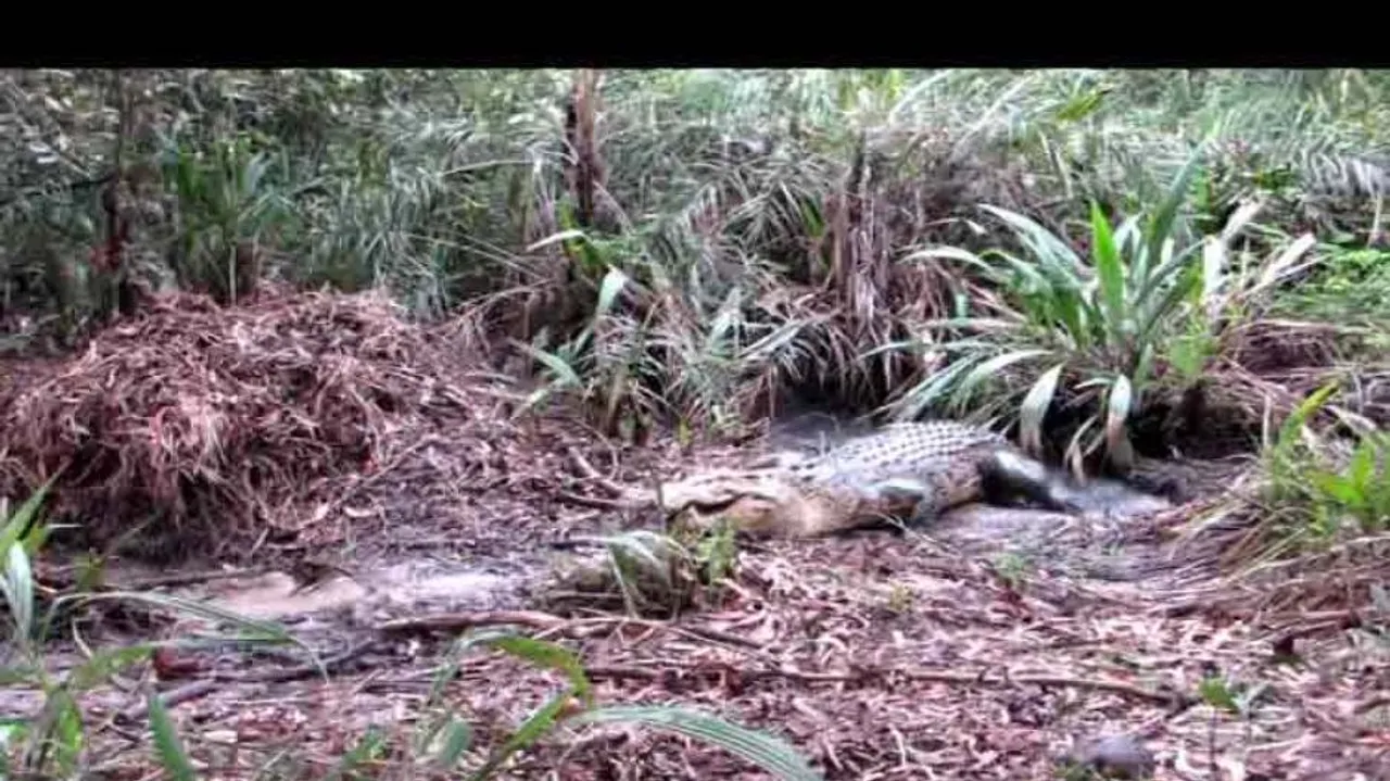 Crocodile attack leaves villagers in Bhitarkanika panic-stricken