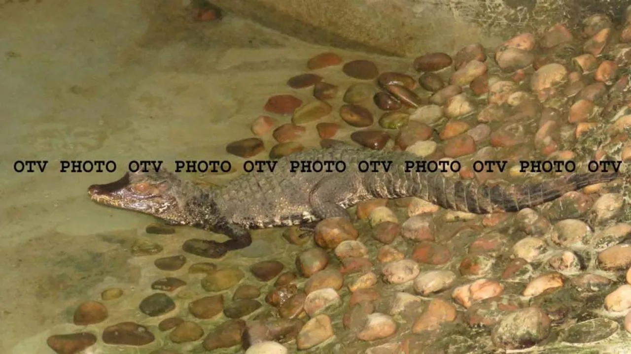 Nandankanan gets 5 Caiman crocodiles