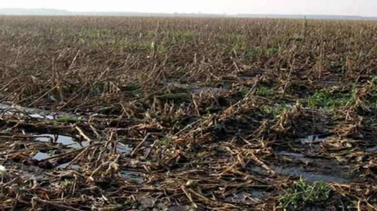 Collectors asked to submit crop damage report by Dec 18