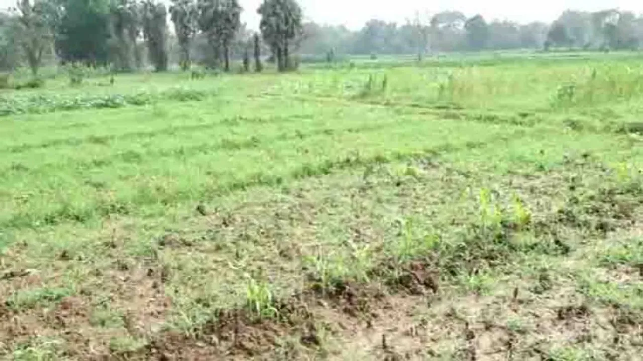 Unseasonal rain, hailstorm damage crops in parts of Odisha