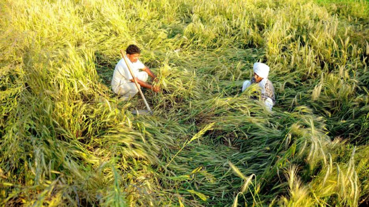 Odisha Govt seeks crop damage report within 7 days