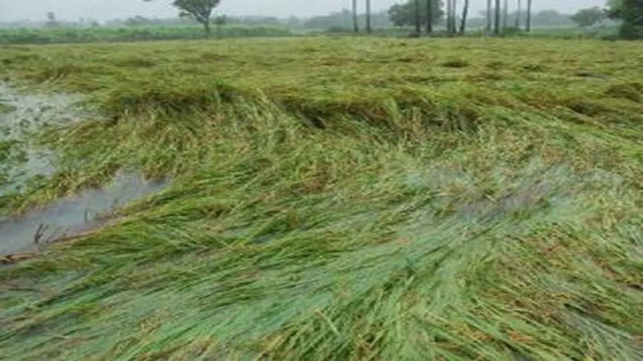Odisha releases unseasonal rain damage report for 3 districts