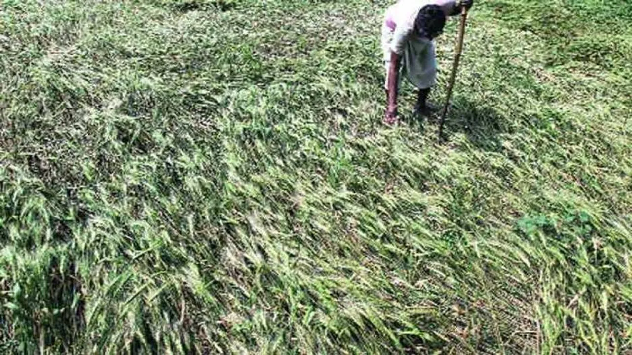 Crop loss spreads over 3.84 lakh hectares due to unseasonal rain