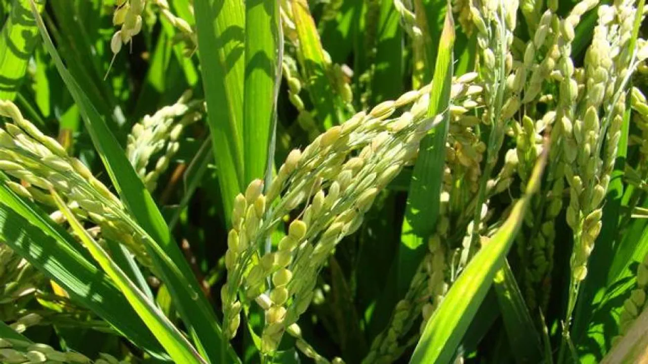 Centre condones Odisha Govt's crop yield data on 2015 drought