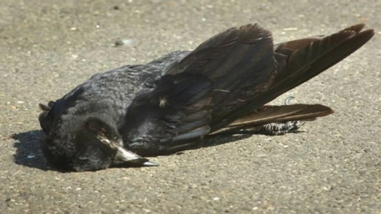 Bird flu scare again in Rourkela