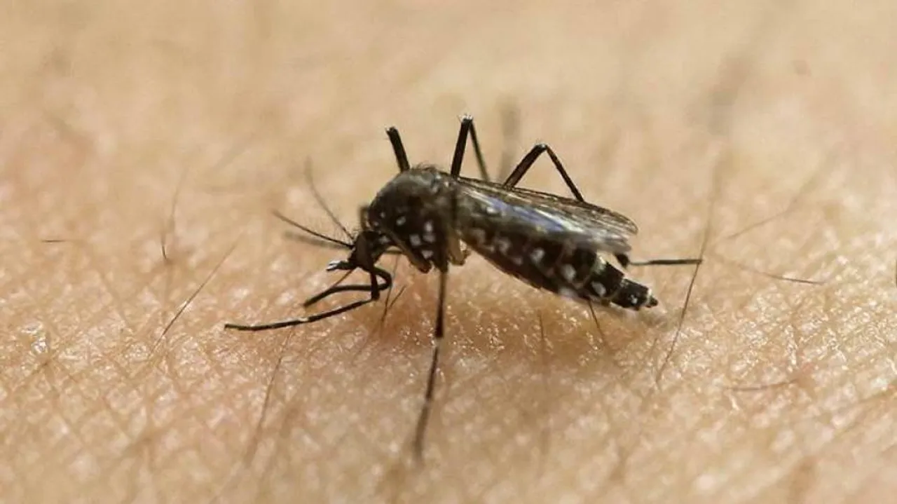 Dengue scare in Rayagada; admin steps up preventive measures