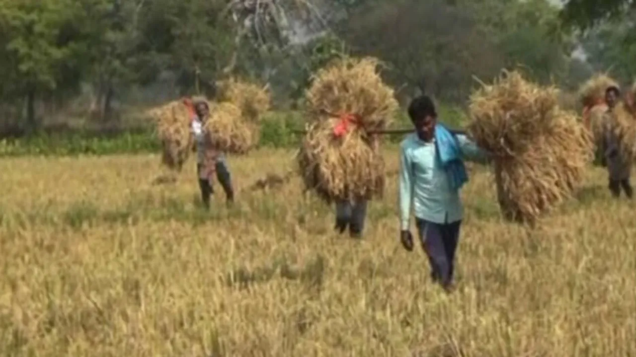 Impending Cyclone Triggers ‘Panic Harvest’ Across Odisha