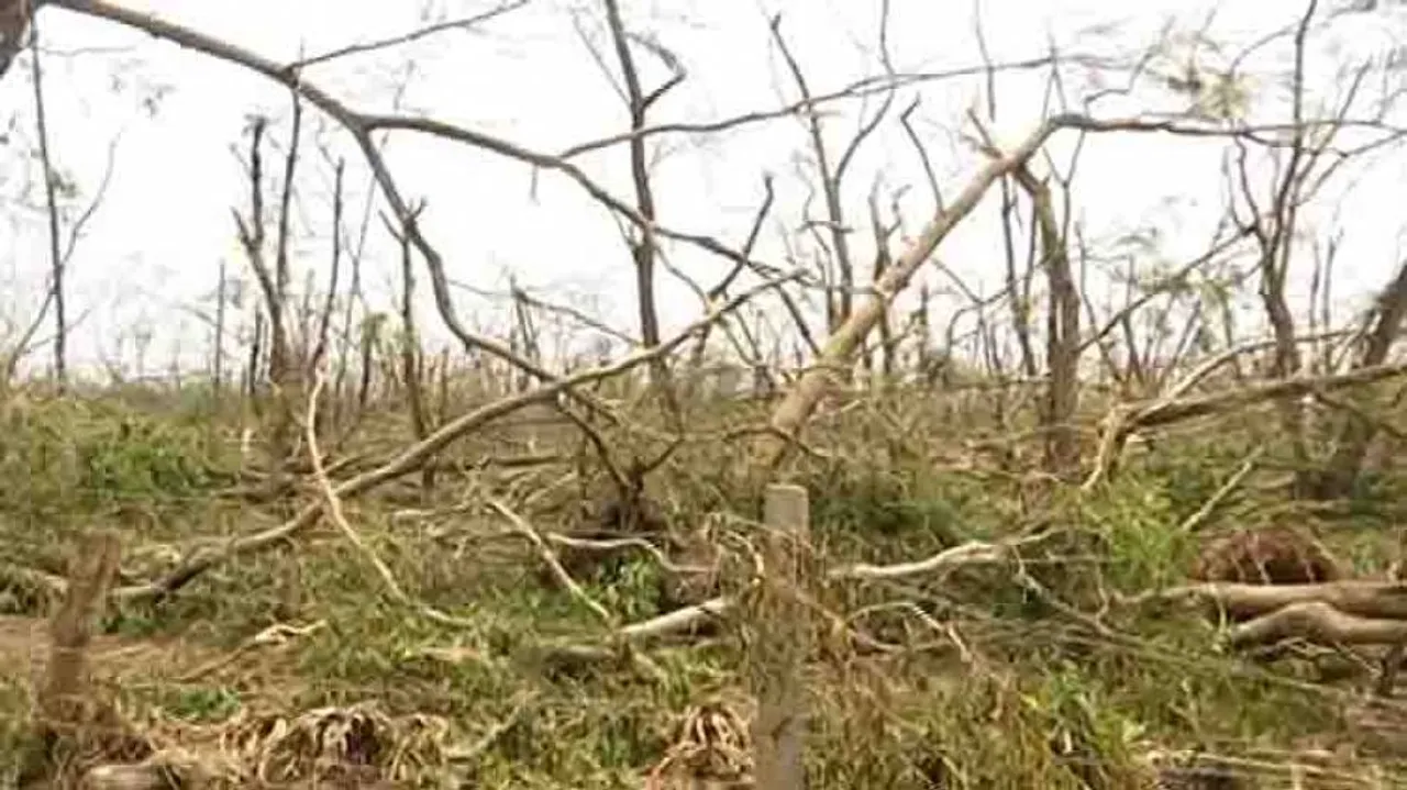 Forest cover, wildlife worst hit by Cyclone Fani