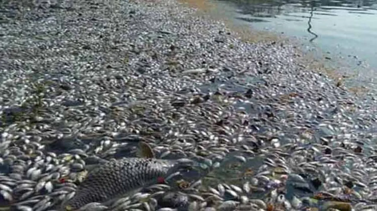 Festival euphoria hit as thousands of fish found dead in Yamuna