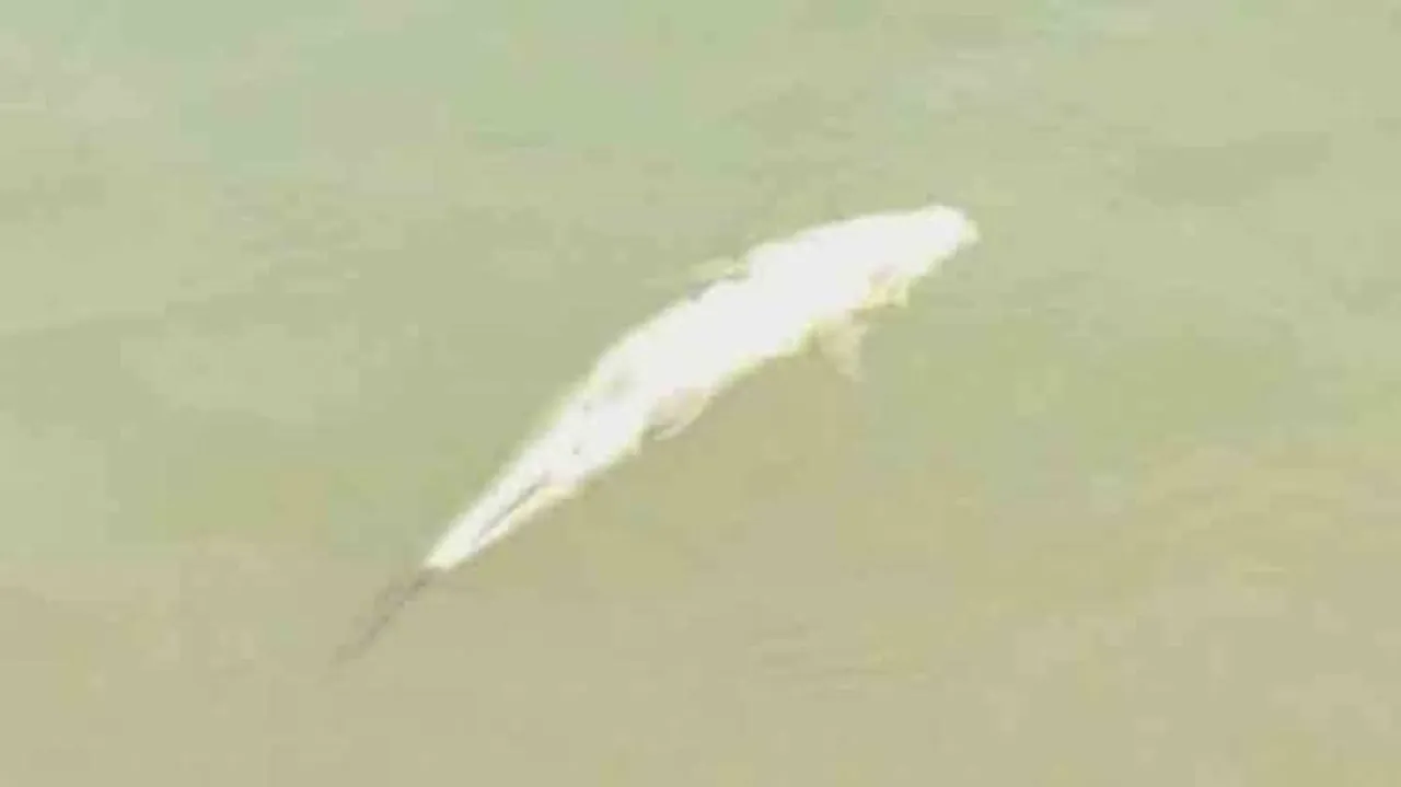 Chemical Use For Fishing Polluting River Waters In Odisha