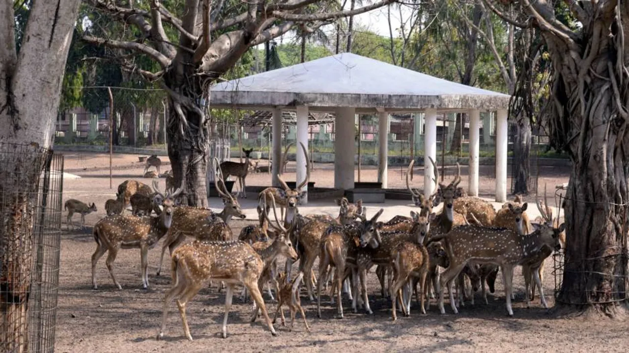 Cuttack’s second deer park on anvil