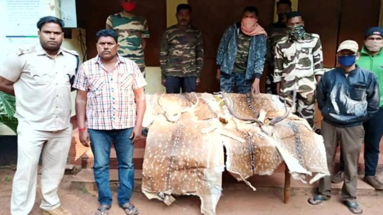 Odisha: 5 Deer Skin Seized In Dhenkanal, 3 Including Poacher Held