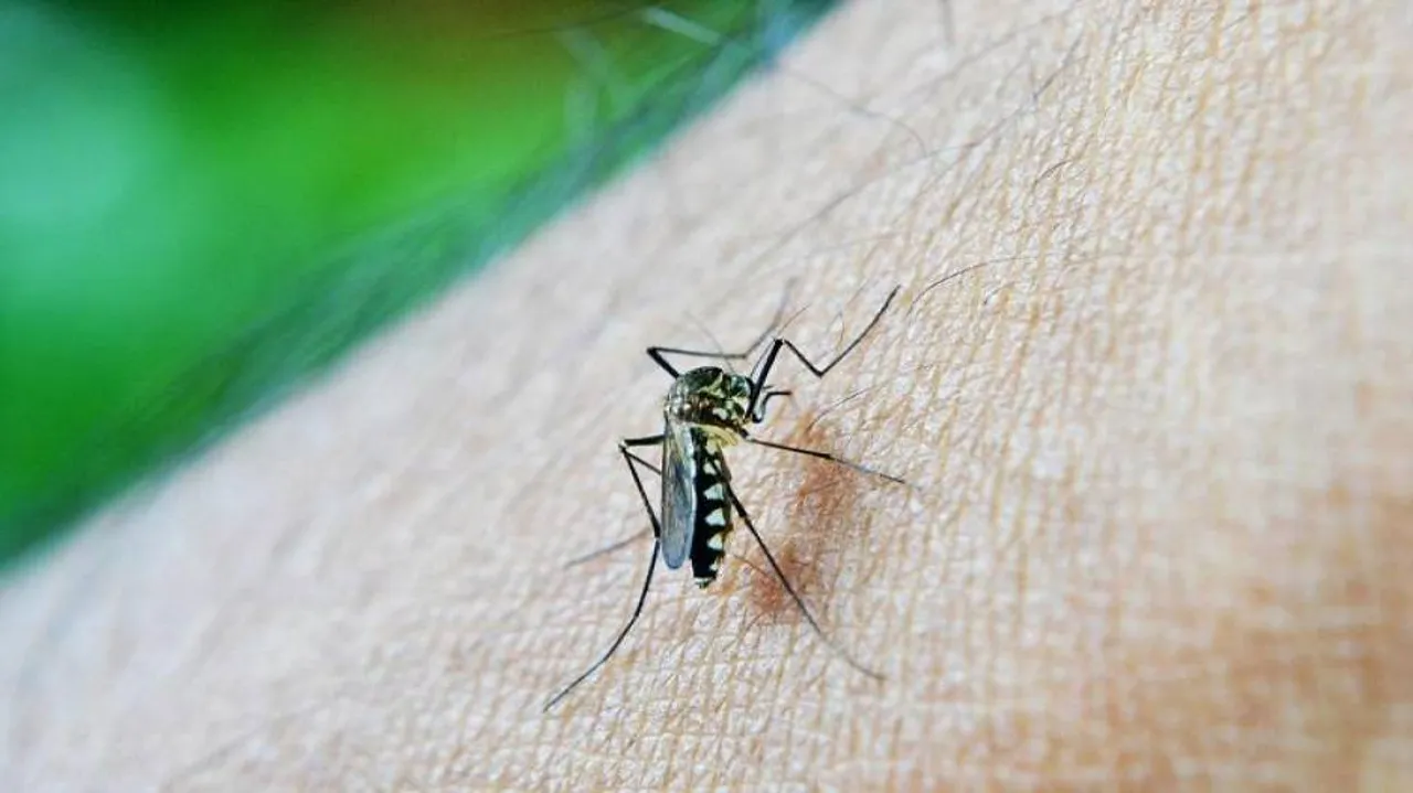 20 genes that can predict severity of dengue identified