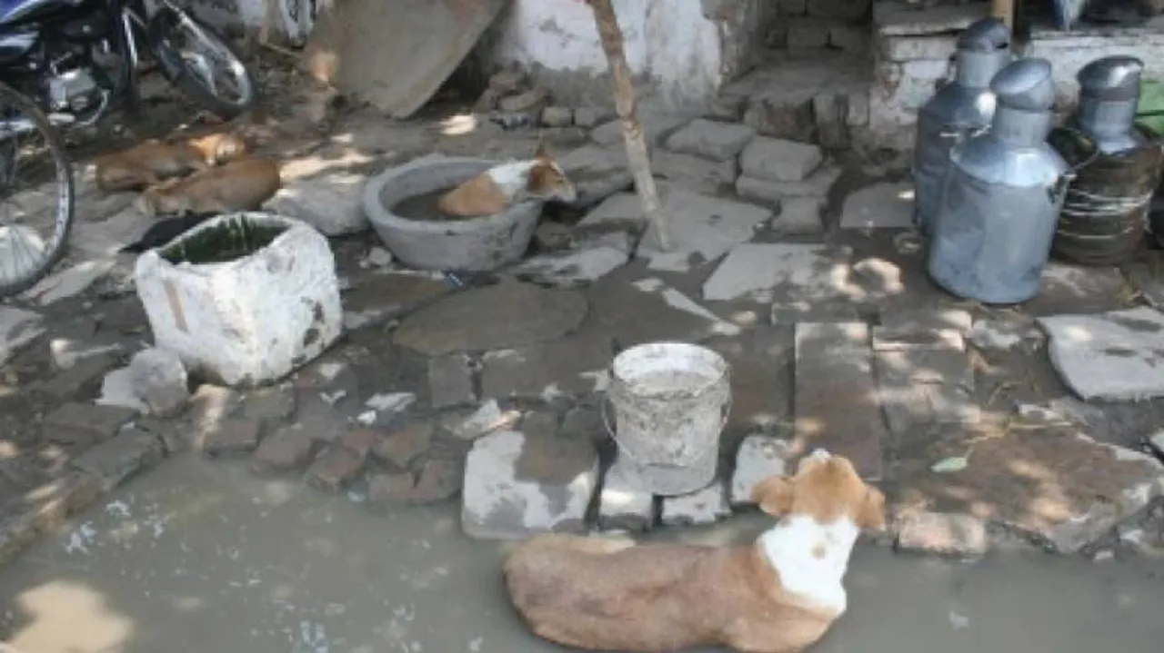 3 booked for raping 4-year-old dog in UP