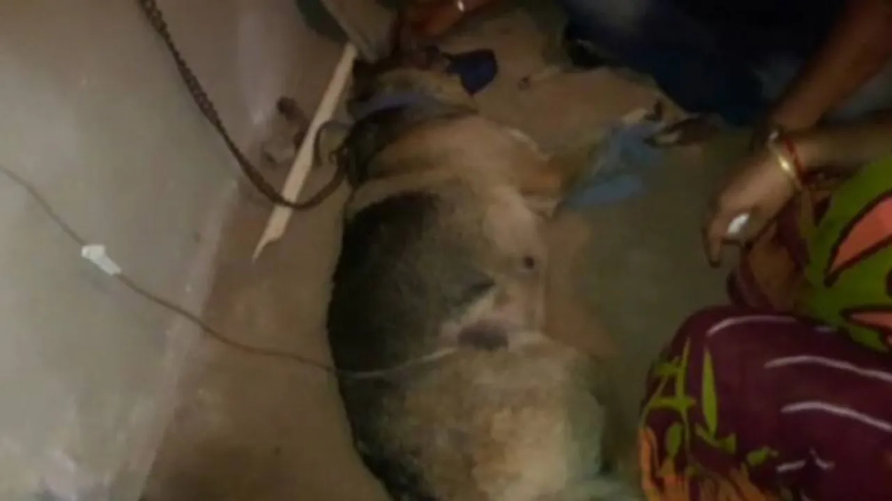 Dog fights off Cobra to save owner's family in Bhubaneswar