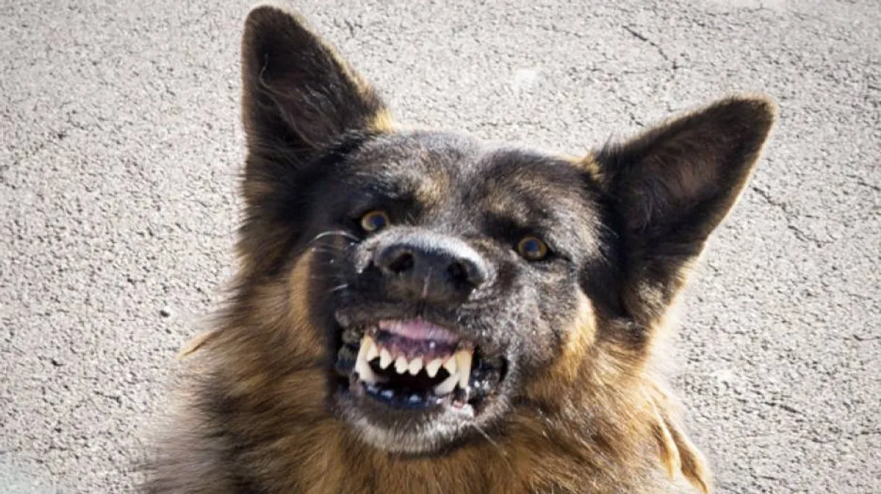 Dog sentenced to death for biting child in Pakistan