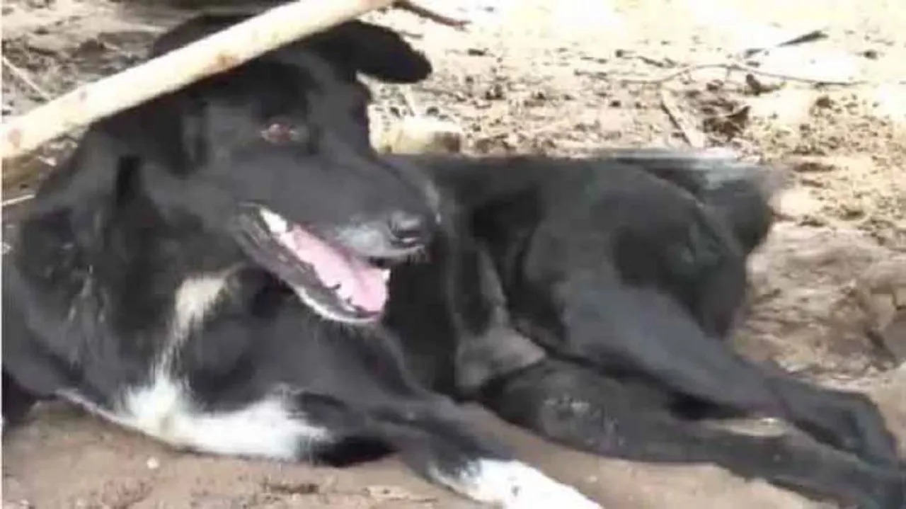 Disabled dog rescues baby boy buried alive by his mother
