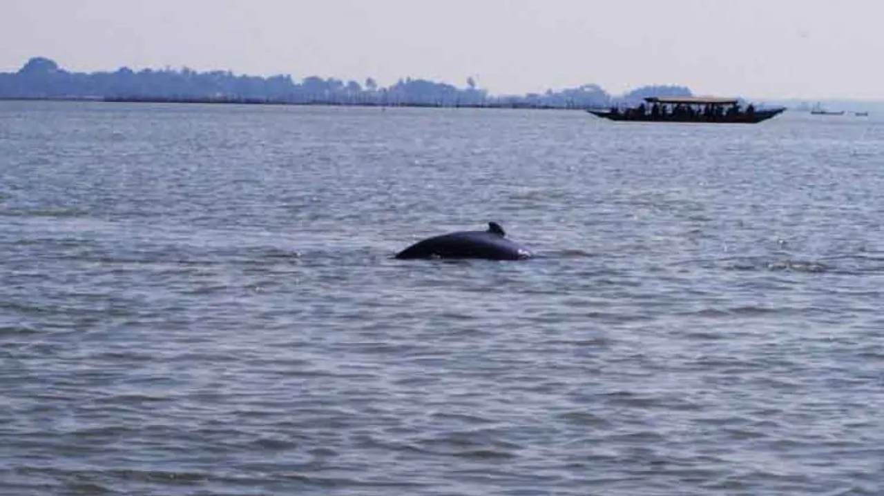 Op-Ed: Homo Sapiens To Blame For The Plight of Aquatic Species In The State