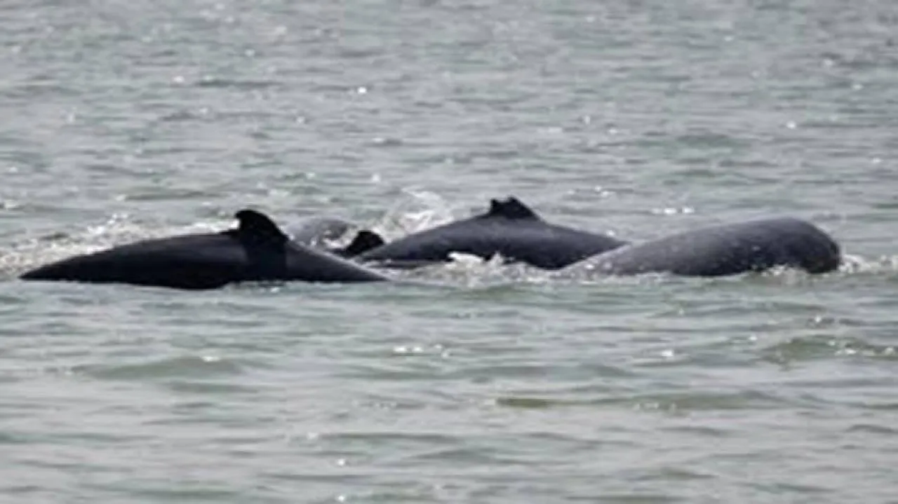 Scores of Dolphin Deaths in Chilika Baffle Locals