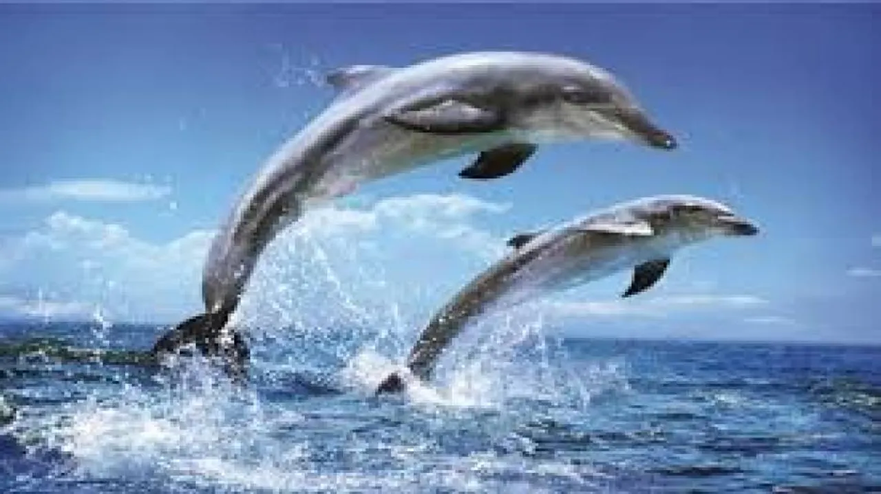 Ganjam coast potential habitat for dolphins