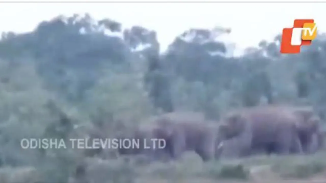 Watch: A Herd Of Jumbos Trapped In The Middle Of Mahanadi River