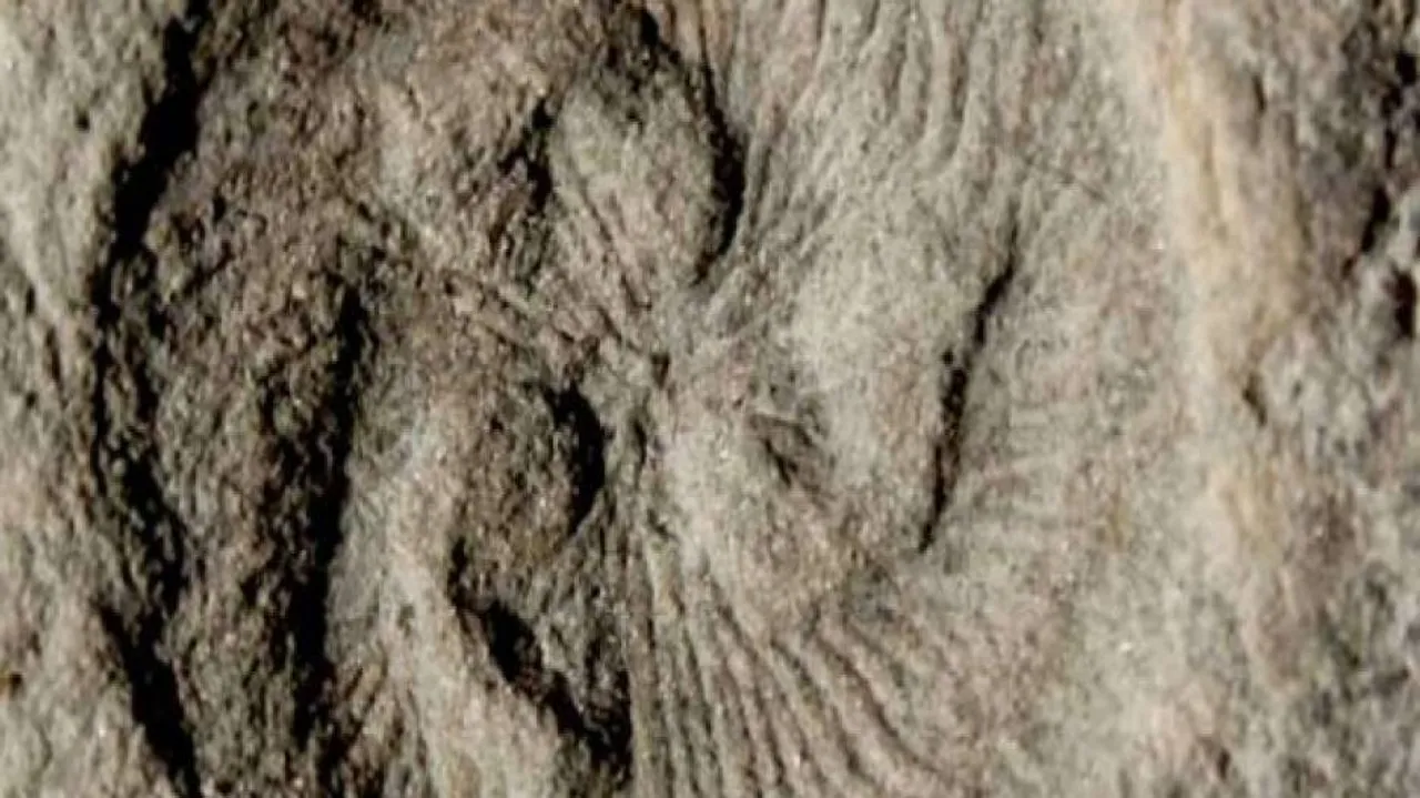 Earth's first ecosystems were more complex than thought