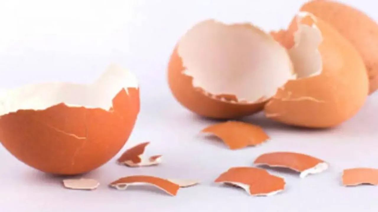 Researchers produce bone substitutes from eggshells