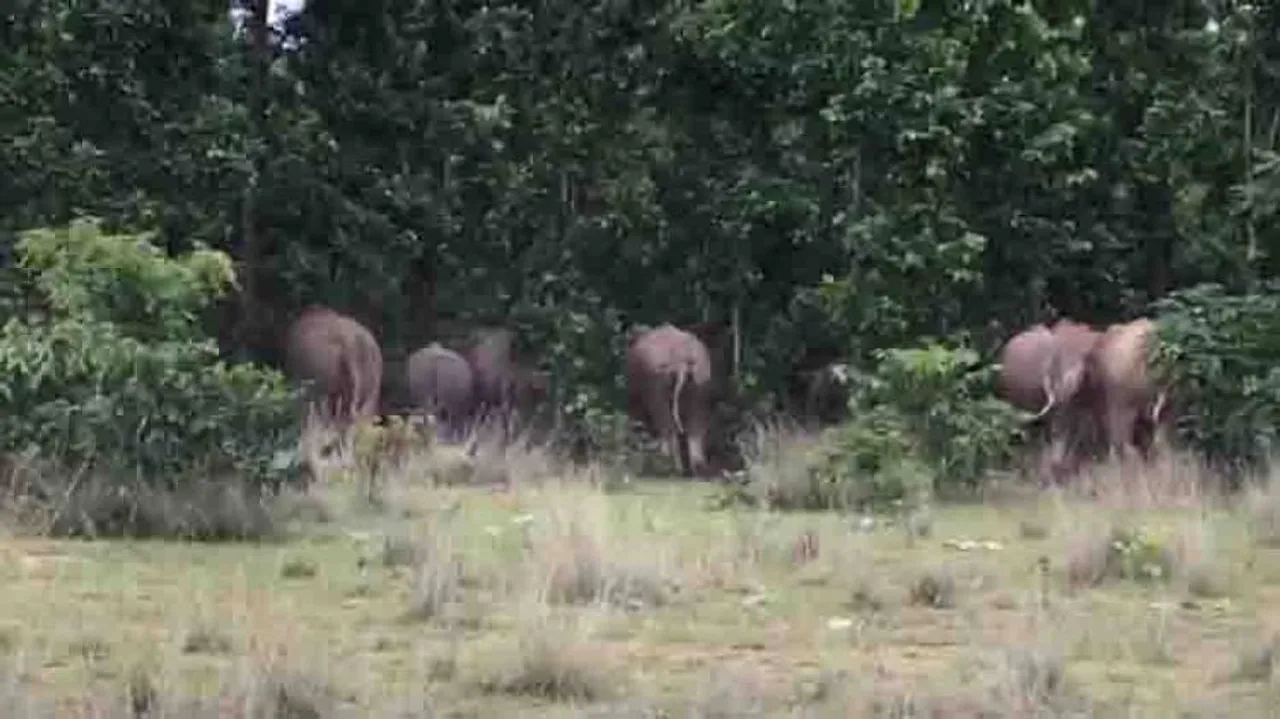 Elephants from Jharkhand trigger panic in Keonjhar