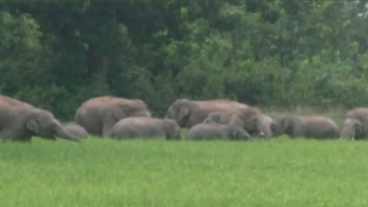 Jumbo Herd Wreaks Havoc In Mayurbhanj