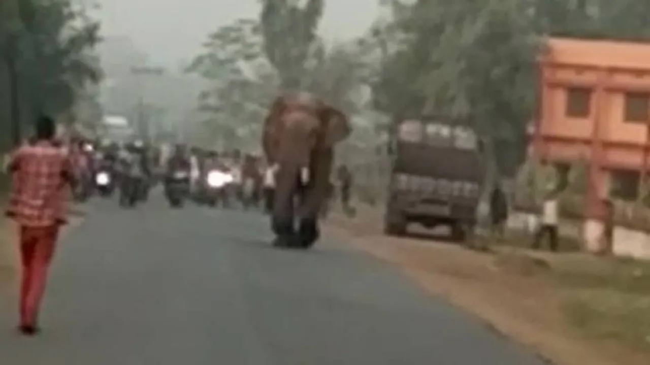 3 including a minor killed in elephant attacks across Odisha