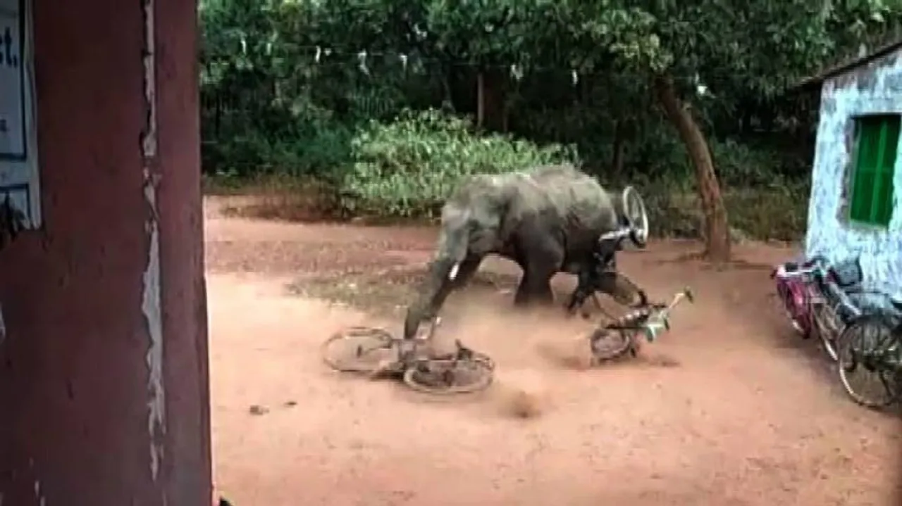 One killed, three hurt in separate elephant attacks in Odisha