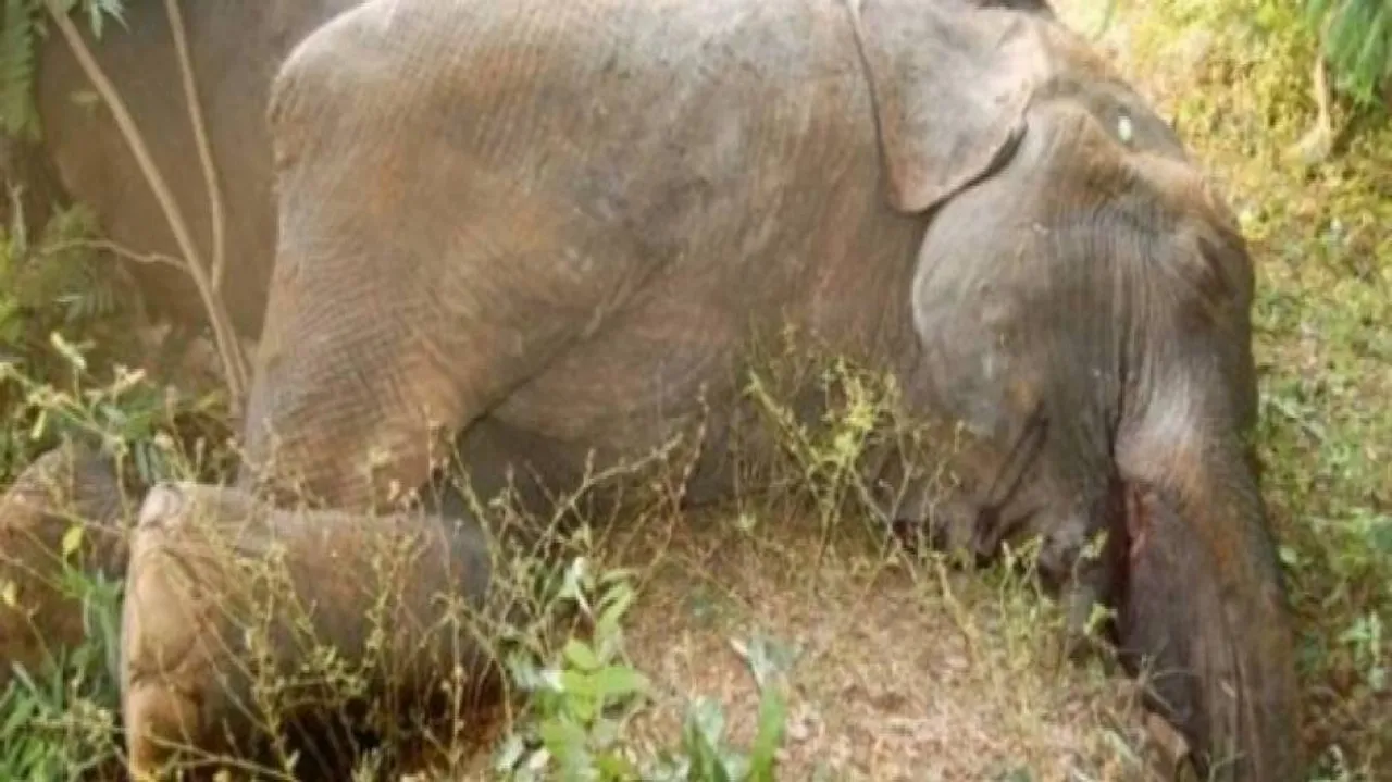 Elephant calf carcass found