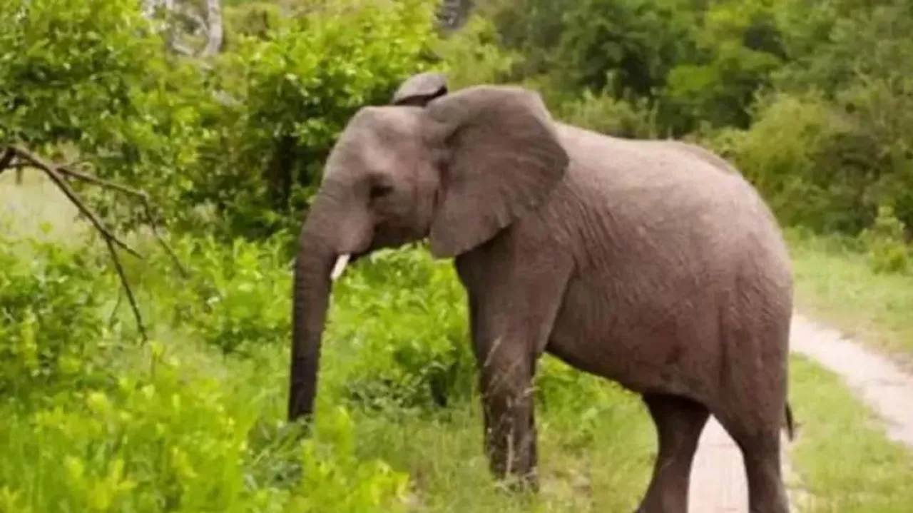 Sambalpur Elephant Death: PCCF Recommends Disciplinary Action Against 'Erring' Ranger