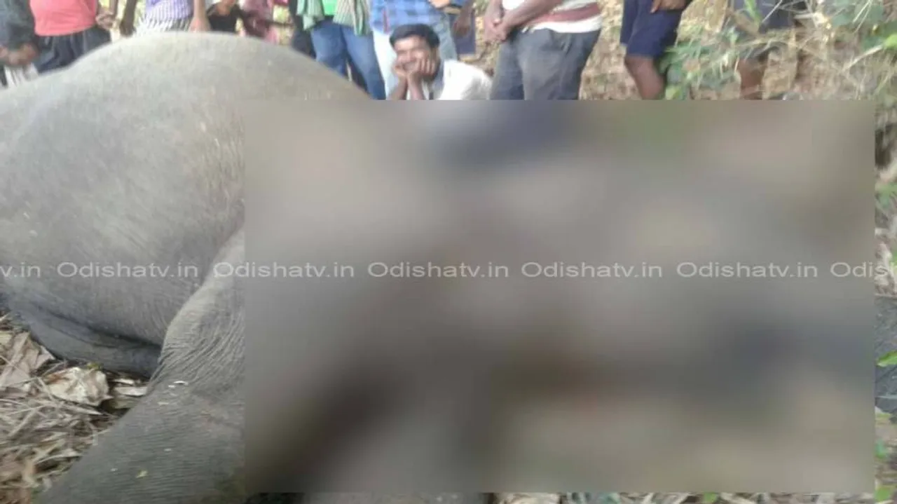Elephant carcass found in Sambalpur