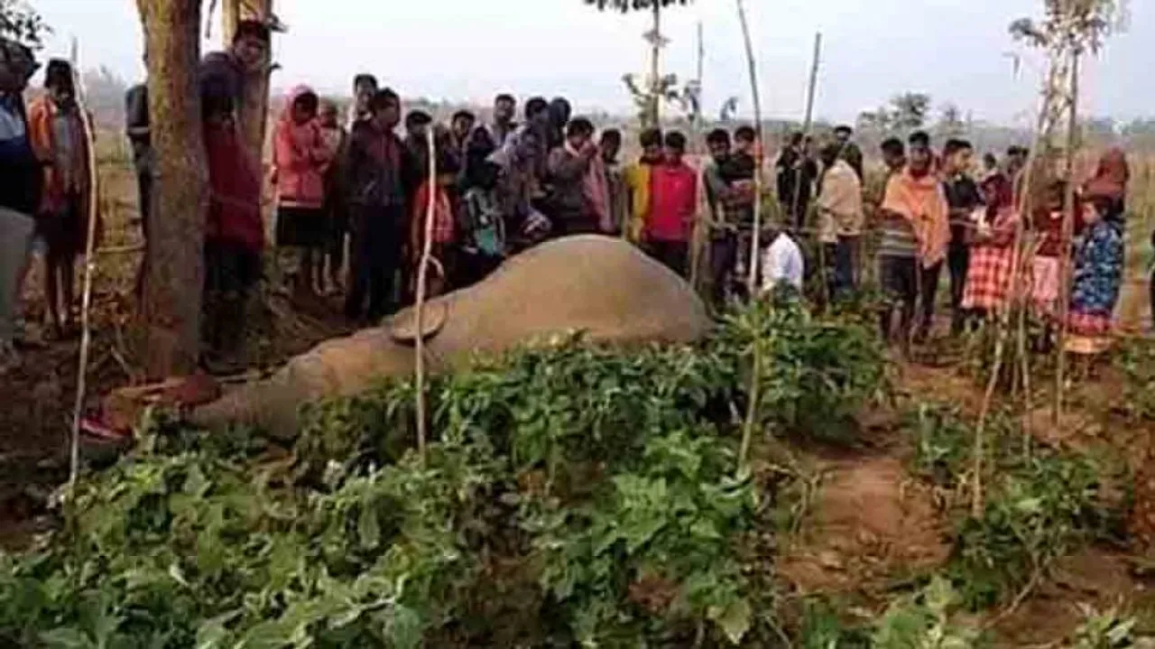Body of elephant found in Athagarh forest range