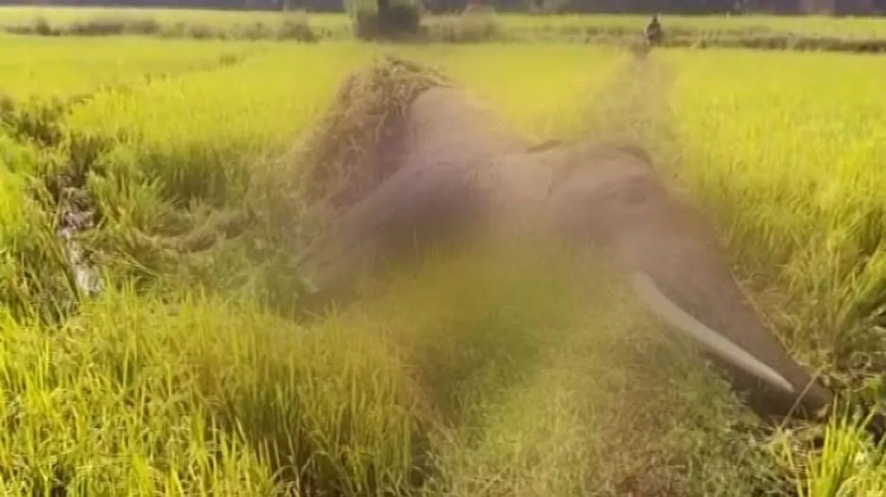 Tuskers electrocuted in Odisha again