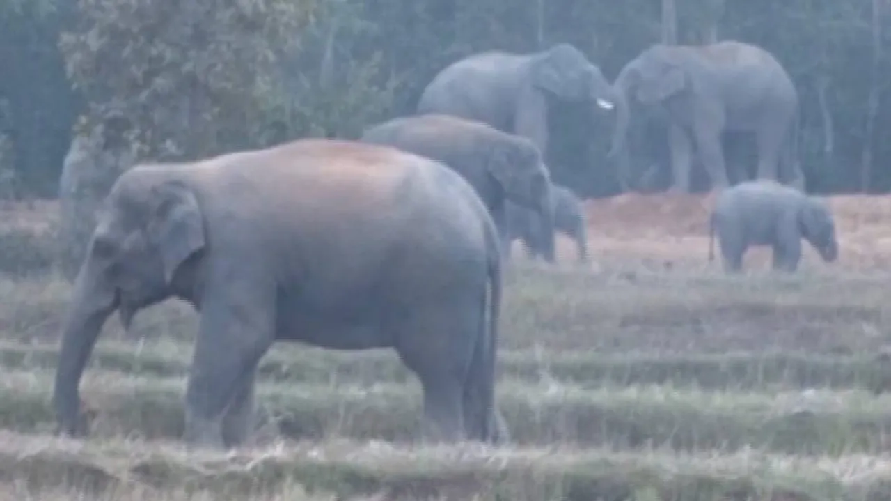 Jumbos destroy standing crops in acres of land in Mayurbhanj