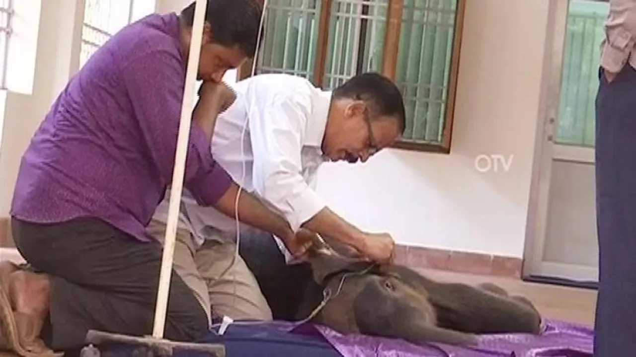 Ailing elephant calf dies during treatment at OUAT