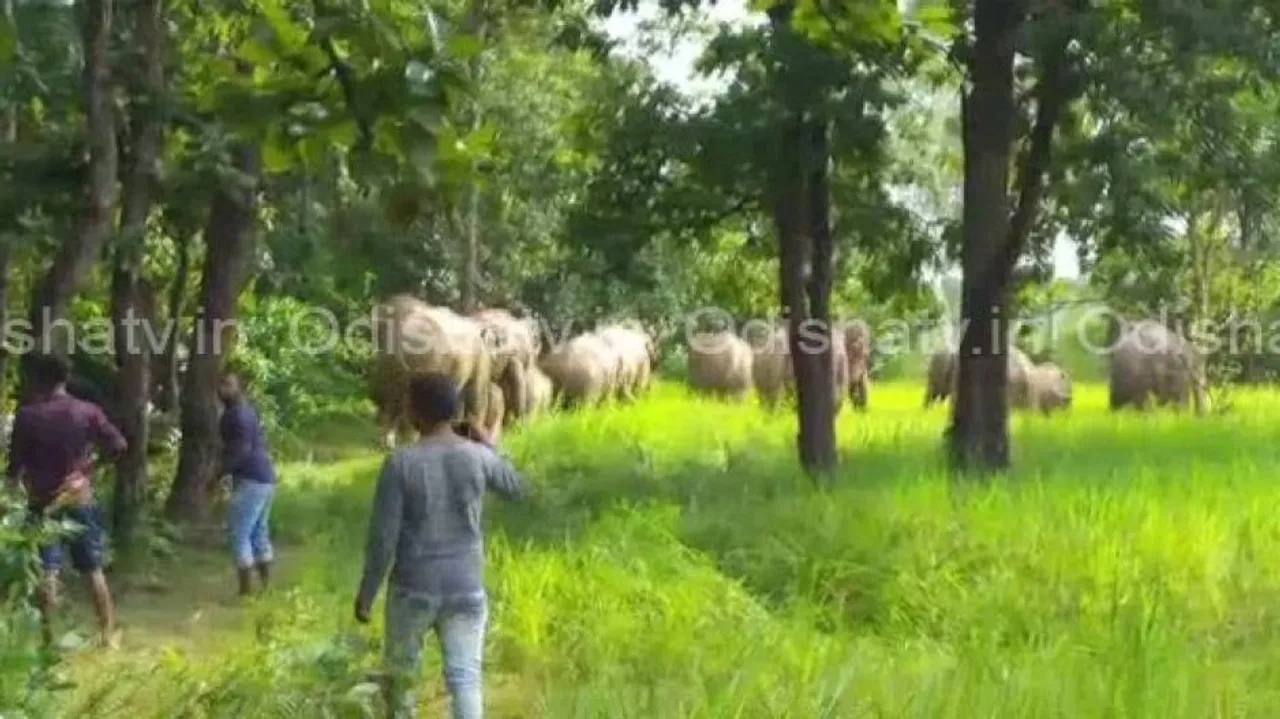 Jumbos wreak havoc in Keonjhar, Dhenkanal