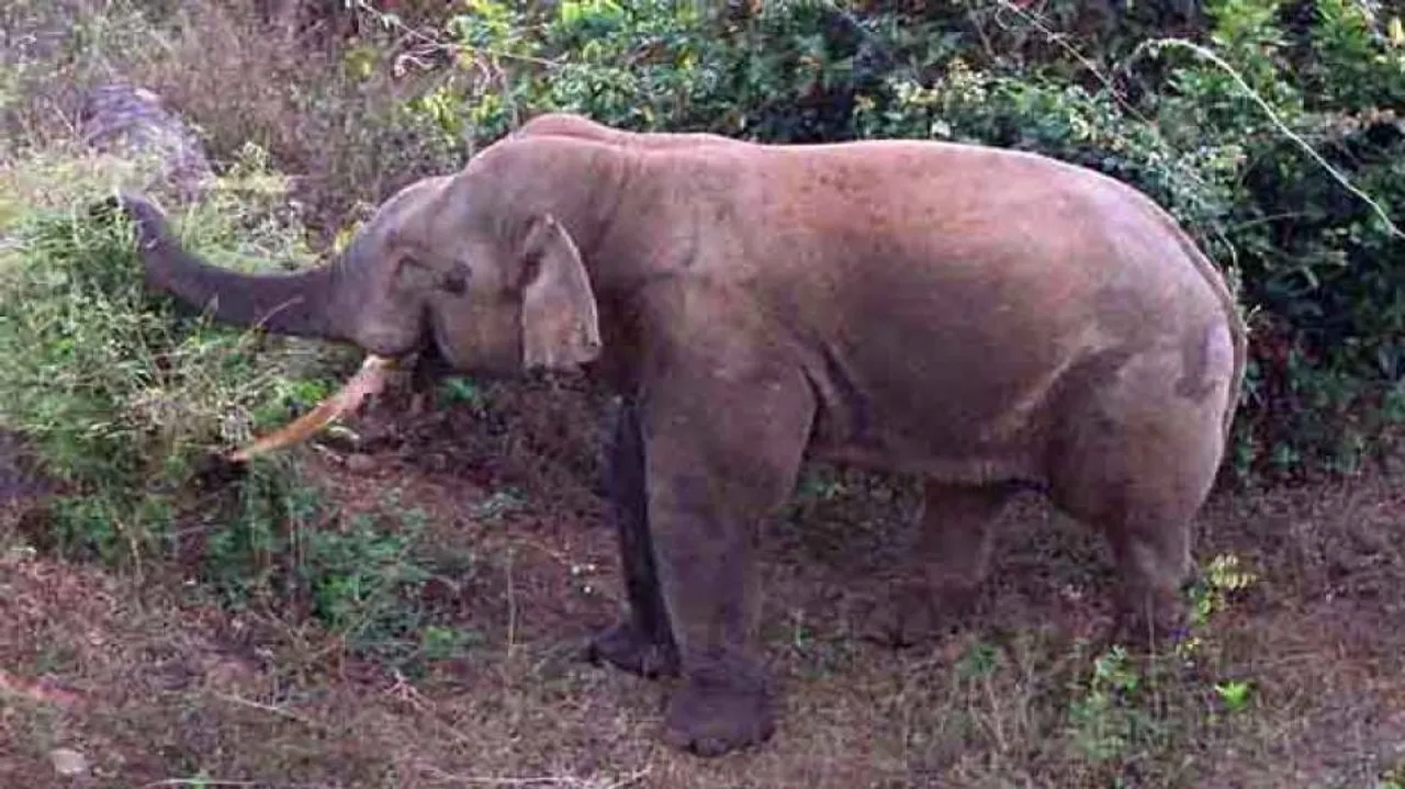 Youth killed in elephant attack in Rourkela